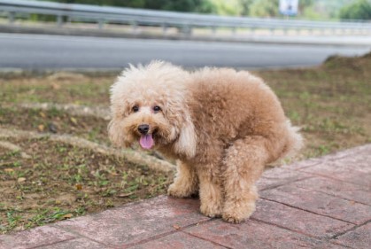 perro haciendo caca